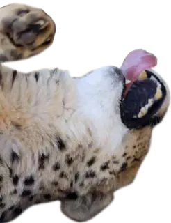 😜 cheetah, animal, licking, wildlife, spotted, cat whatsapp sticker