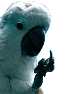 😬 papagaio, pássaro, dedo do meio, ofensivo telegram sticker