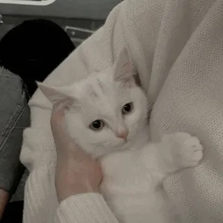 💓 кот, белый кот, домашнее животное, милый, животное, домашняя кошка, котенок whatsapp sticker
