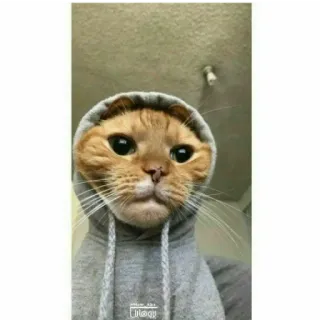 😐 gato, moletom com capuz, animal de estimação, animal, fofo, meme telegram sticker
