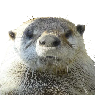 😠 выдра, животное, дикая природа, млекопитающее, милый, портрет telegram sticker
