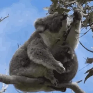 🌿 coala, austrália, marsupial, vida selvagem, animal, fofo, árvore whatsapp sticker