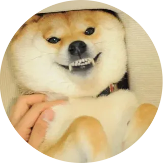 😁 doge 犬, 柴犬, ドージ, ミーム, ペット, 動物, 幸せ telegram sticker