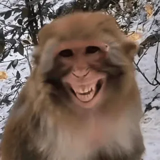 😁 monkey, animal, snow, winter, mammal, primate telegram sticker