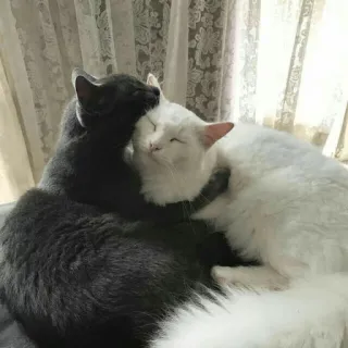 ❤️ 고양이, 동물, 우정, 애완 동물, 애정, 회색 고양이, 흰 고양이 telegram sticker