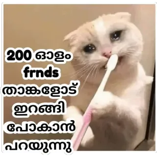 🥲 200 ഓളം frnds താങ്കളോട് ഇറങ്ങി പോകാൻ പറയുന്നു cat, toothbrush, sad, malayalam, friends telegram sticker