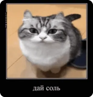 🥺 дай соль gatto, divertente, meme, russo, animale telegram sticker