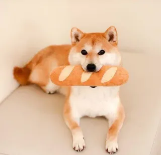 🐗 dog, shiba inu, bread, pet, animal, cute telegram sticker