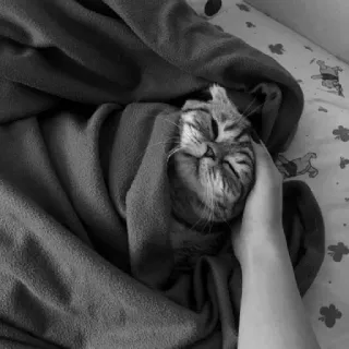 🖇 cat, animal, pet, blanket, cute, cozy, sleepy telegram sticker