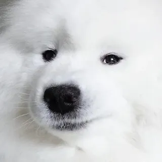 😼 cane, samoiedo, cane bianco, carino, soffice, animale telegram sticker