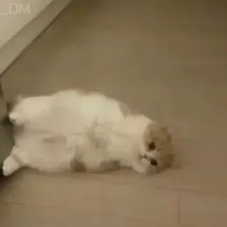 ⭐️ mèo, nằm, động vật có vú, thú cưng, động vật telegram sticker