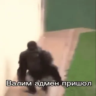 🏃 Harambe Валим адмен пришол telegram sticker
