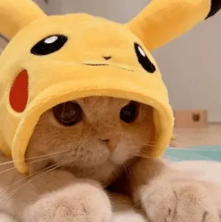 💛 Pikachu gatto, pikachu, pokemon, animale, carino telegram sticker