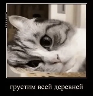 😔 грустим всей деревней gatto, triste, meme, animale, animale domestico telegram sticker