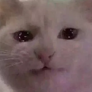 🥺 chat, triste, animal, animal de compagnie, mignon, mème telegram sticker
