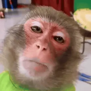 🐵 Affe, Tier, Porträt, süß, Primat whatsapp sticker