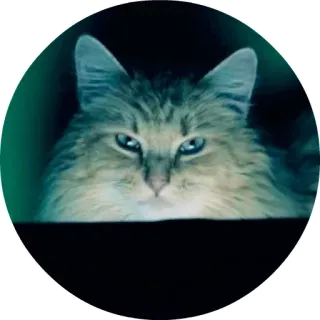 😣 chat, animal, mignon, animal de compagnie, duveteux telegram sticker