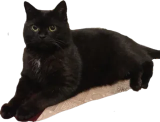 🤓 kucing, kucing hitam, binatang, hewan peliharaan, binatang peliharaan, felin whatsapp sticker
