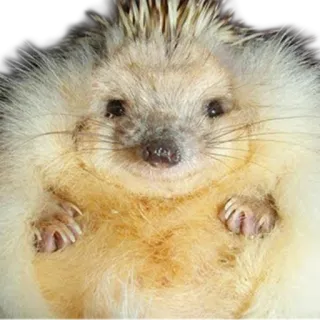 @hedgehogsBeauty telegram stickers