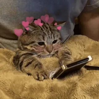 💀 cat, kitten, phone, hearts, cute, scrolling, technology, meme telegram sticker