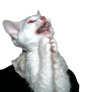 🐱 gatto, arrabbiato, gatto bianco, animale, felino, spaventoso telegram sticker