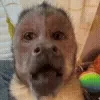 🐵