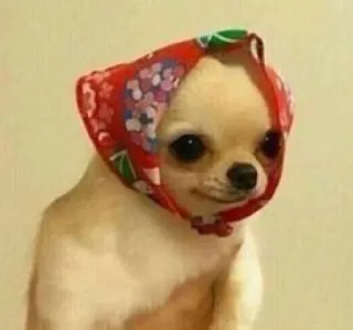 🙂 dog, chihuahua, babushka, animal, cute, scarf, pet telegram sticker