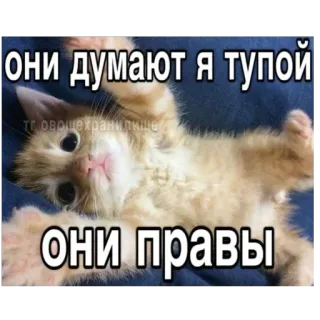 🐱 они думают я тупой они правы gato, meme, engraçado, piada, animal telegram sticker