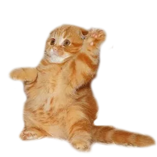 ✋ gato, gatito, gracioso, lindo, animal, mascota, pelirrojo whatsapp sticker
