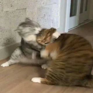 😡 kucing, berkelahi, hewan, hewan peliharaan, hewan peliharaan, bermain, agresi telegram sticker