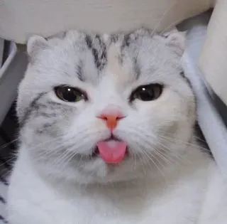 😝 gato, animal, lindo, mascota, lengua, gatito telegram sticker