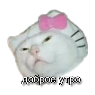 🤒 доброе утро kucing, pagi, lucu, kocak, meme telegram sticker