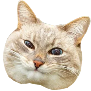 😉 cat, animal, pet, domestic animal telegram sticker