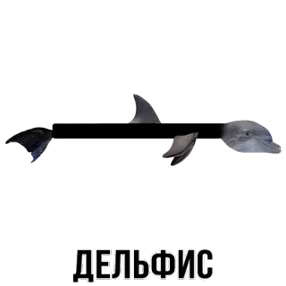 🐬 ДЕЛЬФИС dolphin, animal, sea creature, mammal, ocean whatsapp sticker