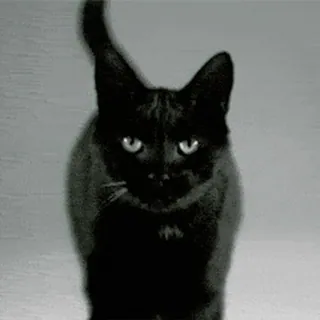 🐈‍⬛ mèo, động vật, mèo đen, thú cưng telegram sticker