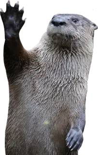 👋 wydra, zwierzę, ssak, wodny, dzika przyroda, słodki telegram sticker