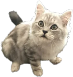 😐 猫, 小猫, 动物, 宠物, 可爱, 毛茸茸, 家猫 telegram sticker