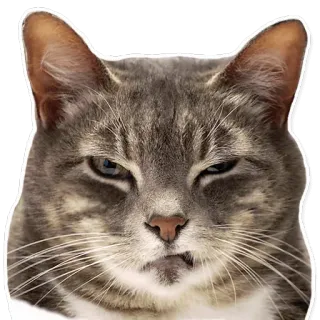 cats telegram stickers