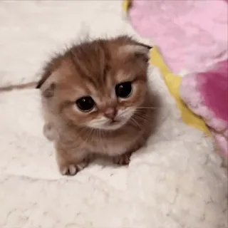 🤑 котёнок, кошка, милый, животное, питомец, кошачий, маленькая кошка whatsapp sticker