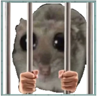🏳 flying squirrel flying squirrel, jail, prison, cute, meme, animal telegram sticker