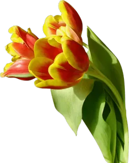 🌷 Blume, Tulpe, Blumen, Frühling, Pflanze, Natur, Blüte whatsapp sticker