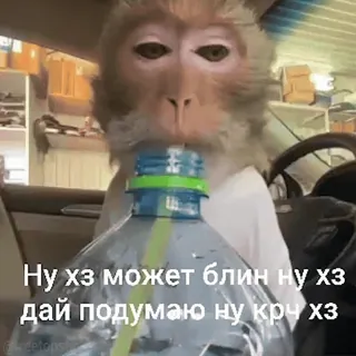 🤔 Ну хз может блин ну хз дай подумаю ну крч хз mono, animal, botella, bebiendo, gracioso, meme whatsapp sticker