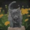 🐈