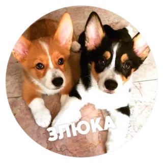 ☹️ ЗЛЮКА コーギー, 犬, ペット, 動物, 子犬, 可愛い telegram sticker