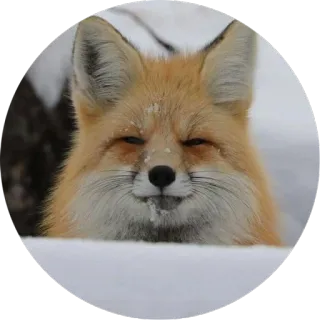 Lisenok telegram stickers
