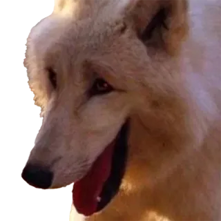 🤣 wolf, dog, animal, mammal, canine, white wolf telegram sticker