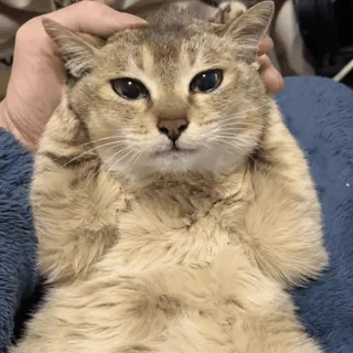 🐾 猫, 动物, 可爱, 宠物, 猫科动物, 家猫 telegram sticker