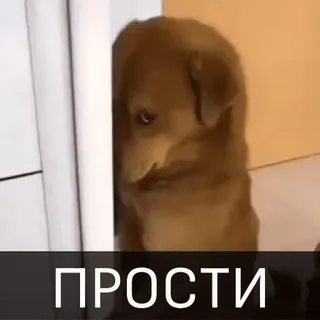 🥺 ПРОСТИ cane, scusa, triste, cucciolo, mi scusi telegram sticker