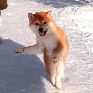🥳 dog, animal, shiba inu, winter, snow telegram sticker