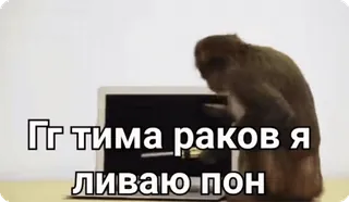 👎 Гг тима раков я ливаю пон macaco, computador, raiva, humor, meme da internet whatsapp sticker